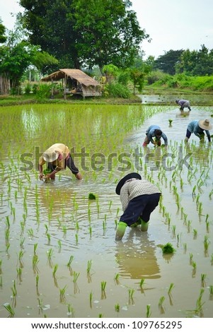 farmer working planting rice in farm of Thailand southeast asia