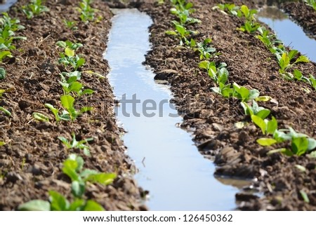 tobacco plant in farm plant and gutter