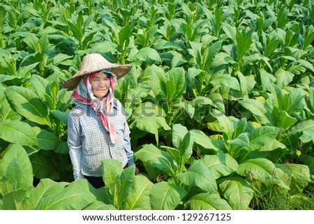 old asian woman farmer in tobacco farm of thailand