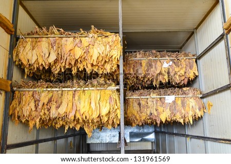 Dry tobacco leaf in stove factory