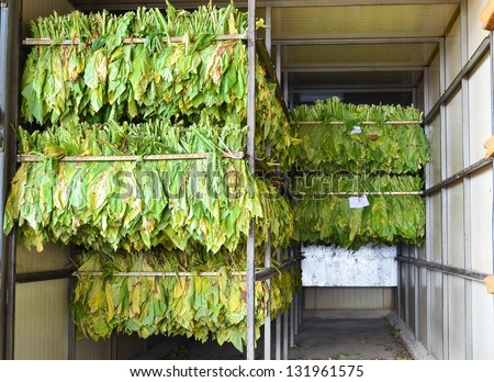raw tobacco leaf in stove factory