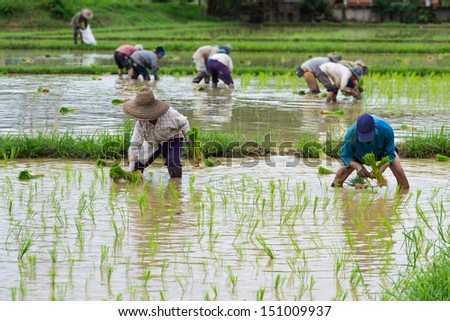 farmer working plant rice in farm of Thailand southeast asia