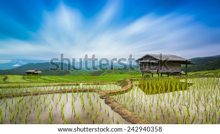 Terraced Rice Farm On Rainy Season Of PaBongPeng Chiang Mai, Thailand