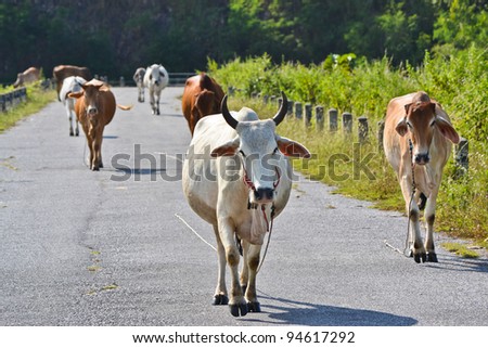 Flock Cows Walk On The Road Of Thailand