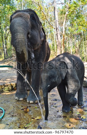 Baby Elephant Eat Water With Mom Of Asia