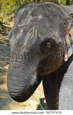 CloseUp Face Asia Elephant