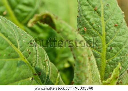 insects and bugs on tobacco leaf in the tobacco garden of thailand