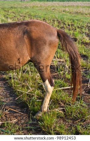 tail bay horse in field of thailand
