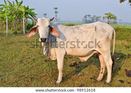 white cow on green field of thailand