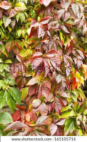 Red and green autumn wild grape leaves, natural seasonal background