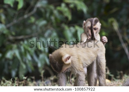 Pig-tailed macaque at khao yai national park