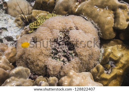 Rounded bubblegum coral at Lipe island