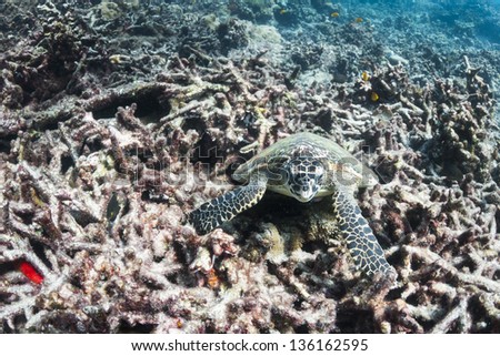 Hawksbill sea turtle at Surin national park in Thailand