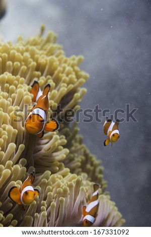 Anemonefish at Surin national park in Thailand