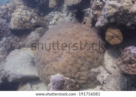 Rounded bubblegum coral (Plerogyra sinuosa) at Koh Chang, Thailand
