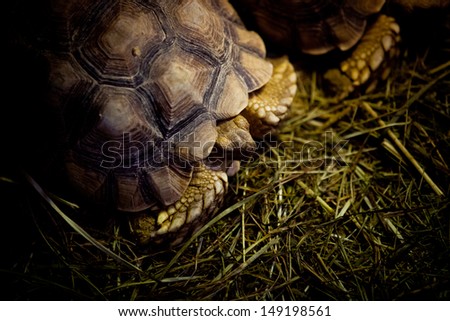 A male counterpart of a century old turtle couple in digestion phase in a french National Park