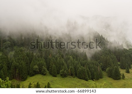Misty, Foggy Mountain Forest in Austria.