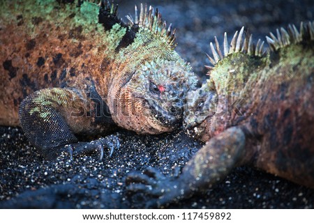 Battle male marine iguanas, Galapagos Islands, Ecuador