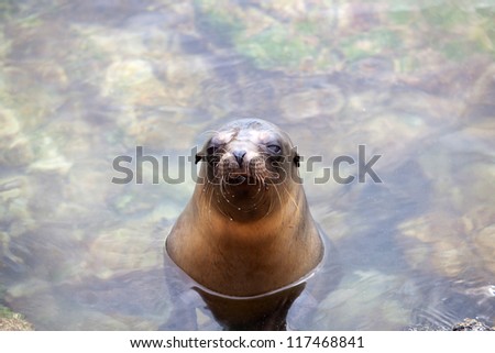 Navy seal, Galapagos Islands, Ecuador