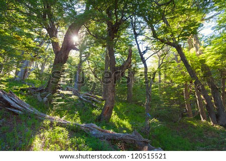 Spring forest in the morning