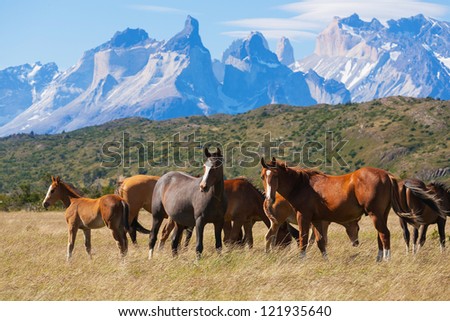 Wild horses in the National Park Torres del Paine, Patagonia, Chile