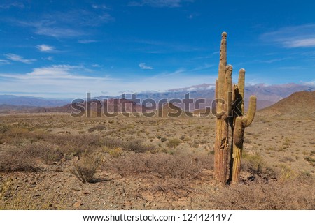 Mountain landscape with cactus, Northern Argentina