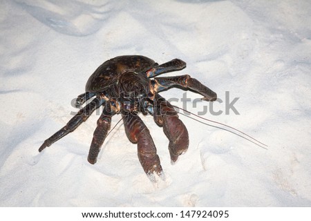 Coconut crab, Birgus latro