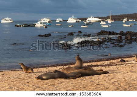 GALAPAGOS ISLANDS, EQUADOR, 16 FEB: Sea lions on the Galapagos Islands, Ecuador, 16 February 2012. Galapagos is a unique place where many seeing of wild animals live near the sea with a man.