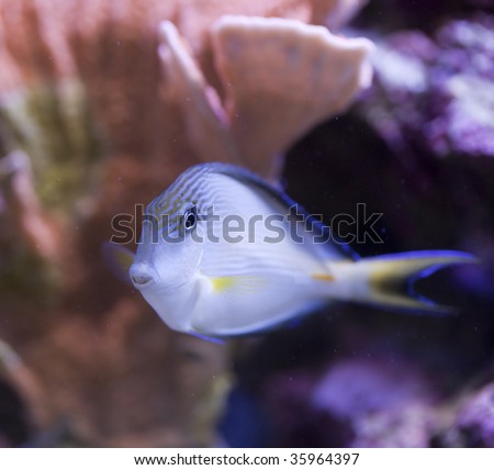 tropical animal in a salt water fish tank aquarium under water. Flash light can kill the animals so the photo was taken with available lights and reflectors
