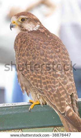image of a bird of prey over a natural background