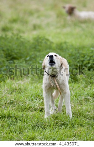 a sheperd dog barking to the sheep in the field