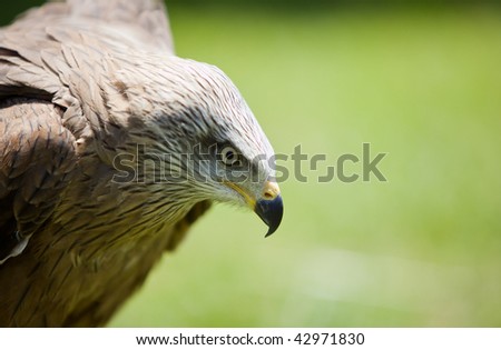 image of a bird of prey over a natural background