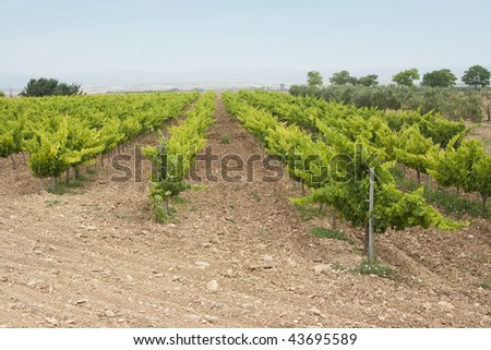 image of a vineyard and wine plants hill in La Rioja, Spain