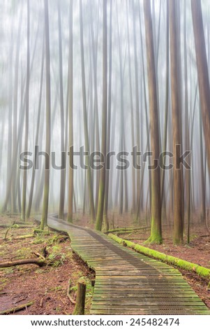 Fog in the forest of Burns Bog in Delta, British Columbia. Motion Blur effect