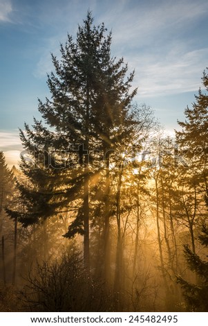 Sun Rays in a Magical Forest with fog and tall trees , Burns bog, Delta , British Columbia, Canada