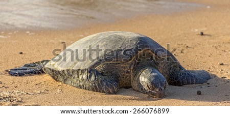 Hawaiian green sea turtle resting on the warm sand of Poipu beach, Kauai, Hawaii