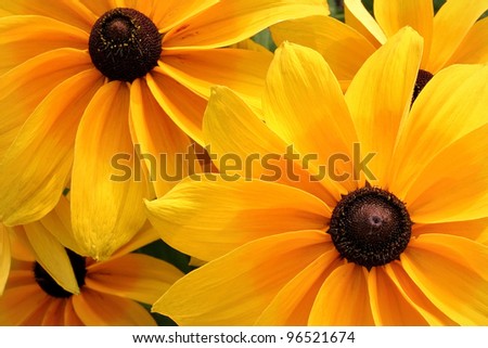 Happy yellow sunshine flowers