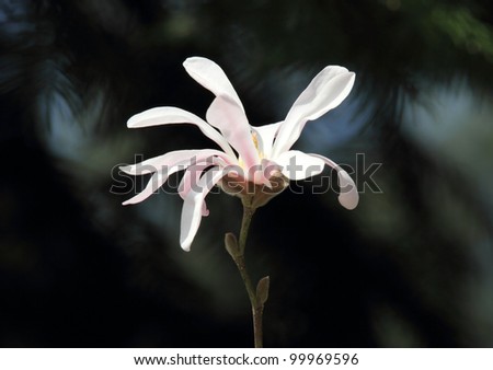 Magnolia Flower isolated