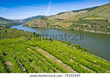 Portuguese port wine vineyards in Douro Valley, Portugal