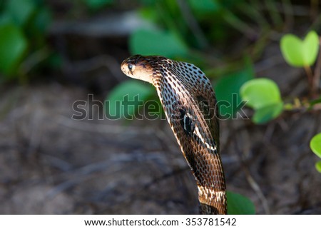Cobra snake close-up in natural habitats - Sri Lanka wildlife