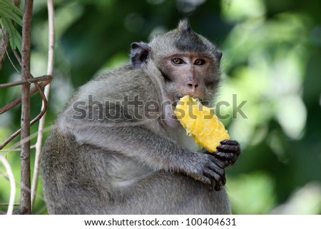Monkey eating mango in nature