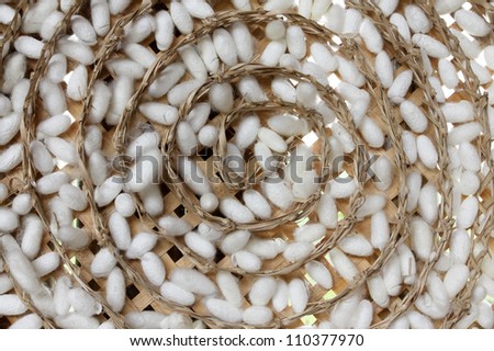 group of silk worm cocoons nests color white