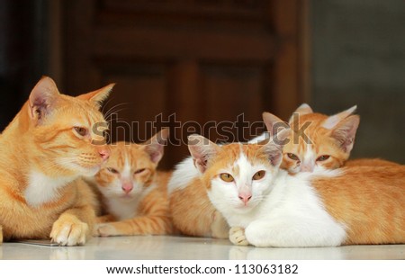 A group of brown cat on the table