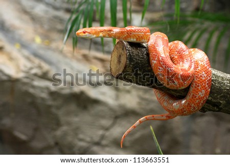 Corn snake on a branch