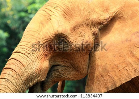 elephant skin texture coated with red dry mud, nature method for protect skin from high temperature and sun light damage