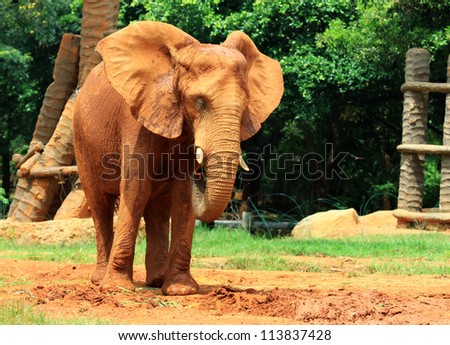 elephant skin texture coated with red dry mud, nature method for protect skin from high temperature and sun light damage.