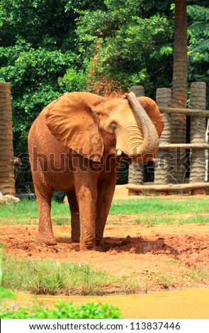 elephant  coated with red dry mud, nature method for protect skin from high temperature and sun light damage.