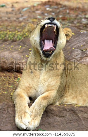 ferocious lion yawning, showing sharp teeth and pink tongue. The head of the lion is tightly cropped