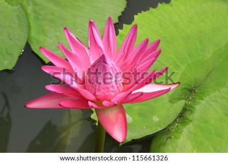Pink Lotus in Thailand