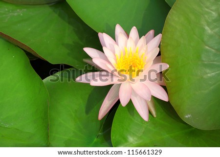 Pink lotus between green lotus leaf